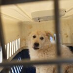 오염된 이동장 속 붉은 상처, 이 아이의 시간은 왜 멈춰버렸을까요? 7 pet 1772761278252