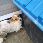 차가운 흙바닥 위, 겁에 질린 눈으로 세상을 보는 아이 - 영주 안정면에서 발견된 작은 생명에게 손을 내밀어 주세요 5 pet 1772768477207