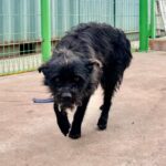 맨몸으로 추위를 견뎌야 했던 검은 믹스견, 온순한 눈빛이 전하는 간절한 이야기 8 pet 1772840475825