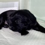 세상 빛도 보지 못한 채, 상주시에서 시작된 작은 숨결 이야기 7 pet 1772905273848