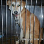 낡은 목줄에 묶여있던 시간, 서울대 캠퍼스에서 주인을 기다리는 갈색 눈동자 5 pet 1772919677897