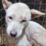 방치의 증거, 극심한 피부병: 상주 양촌동 백구의 골든타임을 위한 전문 분석 6 pet 1773027675172