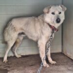 심장사상충 양성 판정, 낡은 쇠사슬... 공고번호 경남-양산-2026-00053 아이가 우리에게 던지는 질문 4 pet 1773056484077