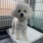 뽀얀 털, 슬픈 눈빛... 삼랑진에서 발견된 미니 비숑의 가족을 찾습니다 3 pet 1773078068318