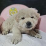 처음엔 으르렁, 3초 후 꼬리 흔드는 반전 매력의 믹스견, 진해에서 가족을 찾습니다 6 pet 1773186063417