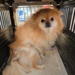 주황색 장모 스피츠, 엉킨 털 속에서 가족의 손길을 간절히 기다리다 5 pet 1773344460640