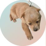 각남면 일곡리, 작은 갈색 눈망울이 간절히 기다리는 손길 7 pet 1773387659575