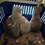 오늘 오후, 가야읍 새터길을 울린 세 아기 강아지의 애처로운 울음소리 6 pet 1773394855704