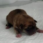 우리는 왜 이 아이의 가족을 아직 찾지 못했을까요? 4 pet 1773560464375