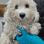 차가운 세상 속, 작은 비숑의 간절한 눈빛 - 청주에서 찾은 희망의 이름은? 7 pet 1773596456398