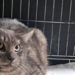 회색 태비 무늬가 선명한 믹스묘, 따뜻한 품을 기다려요 6 pet 1773603668192