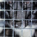 목포역에서 발견된 보더콜리: 우리는 왜 아직 이 아이의 가족을 찾지 못했을까요? 4 pet 1773618060882