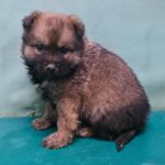 경산 진량 다문리에서 발견된 이 어린 믹스견의 가족은 어디에 있을까요? 3 pet 1773639672746