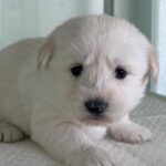 오늘 오후, 상주시 외답 6길 일대를 울린 가냘픈 소리 6 pet 1773668489207