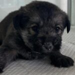 우리는 왜 상주시 외답 6길에서 발견된 이 어린 믹스견의 가족을 아직 찾지 못했을까요? 7 pet 1773675664024