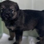 오늘 오후, 상주시 외답 6길 일대를 울린 가냘픈 소리 8 pet 1773682858801