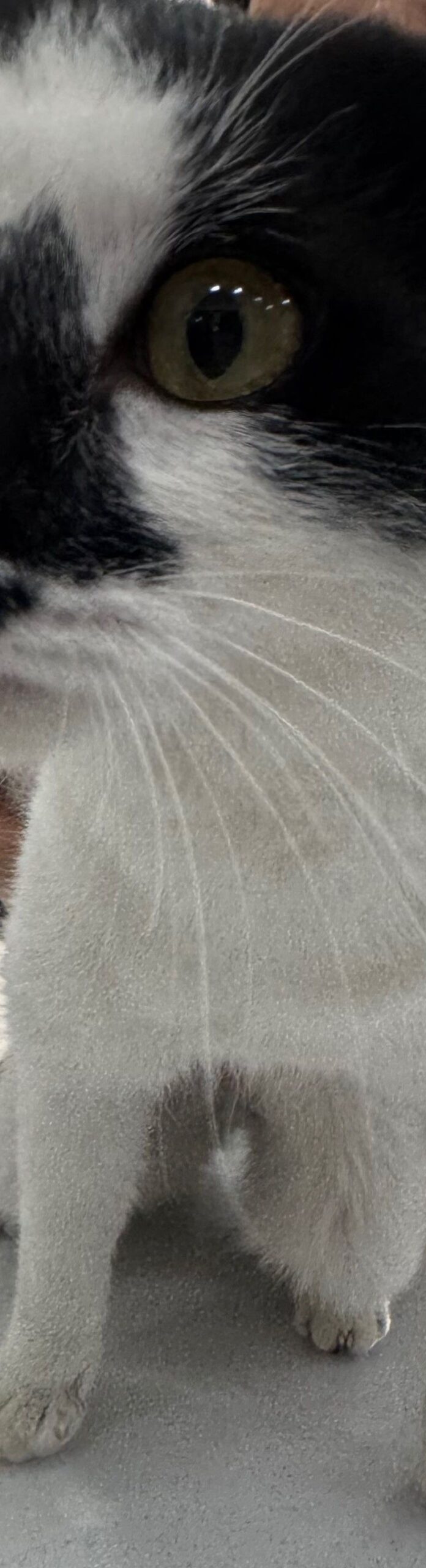 pet 1773690071648 scaled