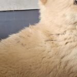 우리는 왜 이 아이의 가족을 아직 찾지 못했을까요? – 경남 창녕의 작은 그림자 8 pet 1773704456982