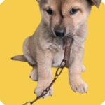 오늘 오후, 화양읍 남산길에서 울린 가냘픈 생명의 소리: 청도군 유기견 '경북-청도-2026-00070' 발견 속보 4 pet 1773790866808