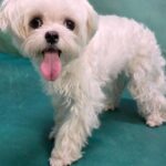 새하얀 털의 작은 말티즈, 옥산동에서 가족의 따뜻한 품을 간절히 기다립니다 6 pet 1773841263984