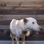 오늘 오후, 고령 다산면 평리리 부근에서 발견된 어미견의 안타까운 사연 8 pet 1773855668358