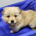 우리는 왜 공고번호 전남-해남-2026-00059번 아이의 가족을 아직 찾지 못했을까요? 5 pet 1773877273752