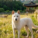 우리는 왜 이 아이의 가족을 아직 찾지 못했을까요? 7 pet 1773963667634