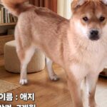 접힌 귀가 독특한 갈색&흰색 믹스견, 따뜻한 가족의 품을 간절히 기다립니다 8 pet 1773970908774