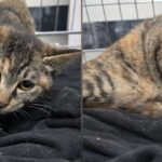 우리는 왜 뒷다리를 쓰지 못하는 이 작은 한국 고양이의 가족을 아직 찾지 못했을까요? 14 pet 1774006914413