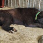 긴급 보도: 호명읍 송곡리에서 발견된 녹색 목줄의 검은 믹스견, 가족을 찾습니다 11 pet 1774014079554