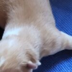 증도면의 작은 희망, 차가운 세상에 첫발 내딛은 아기 믹스견 '전남-신안-2026-00071'의 이야기 15 pet 1774100465945