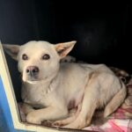 모성애 깊은 어미 개의 간절한 눈빛: 포항 구룡포에서 만난 흰색 믹스견의 이야기 16 pet 1774114857888