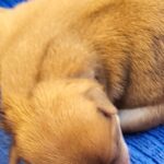 생의 첫걸음을 떼는 연갈색 믹스견, 전남-신안-2026-00067의 이야기 15 pet 1774122062399