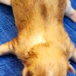 차가운 세상 속 증도면에서 발견된 작은 천사, 전남-신안-2026-00068 그녀의 눈물겨운 사연 4 pet 1774129259253