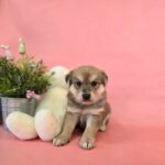 갈색&흰색 털이 선명한 믹스견, 엄마 등 뒤에서 발견된 공주님의 가족을 찾습니다 13 pet 1774158068479