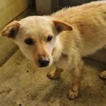 차가운 고흥 포두면 길가에서 발견된 작은 천사, 엷은 황갈색 믹스견의 간절한 기다림 7 pet 1774172453855
