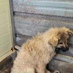 차가운 아스팔트 위에서 만난 작은 천사, 고흥읍의 옅은 황색 믹스견 이야기 8 pet 1774201257446