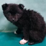 사랑을 기다리는 작은 그림자, 경산 자인 읍천리에서 발견된 특이한 무늬의 믹스견 암컷 8 pet 1774208457707