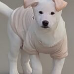 긴박했던 3월 23일, 경상북도 성주군 수륜면 신파3길5에서 포착된 작은 희망 8 pet 1774255908614