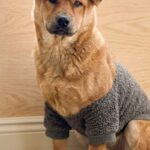 활발하고 사람 좋아하는 갈색 아가, 성주 수륜면에서 새 삶을 꿈꿔요 3 pet 1774280466665