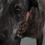 호랑이 무늬가 선명한 갈색&검정 믹스견, 가족의 손길을 간절히 기다립니다 3 pet 1774316469785