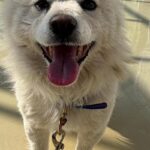 풍성한 흰 털, 혀를 내민 웃음: 사천의 작은 믹스견, 새 가족을 기다립니다 17 pet 1774323660880