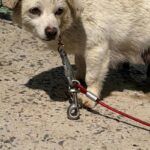 새끼 7마리와 함께 발견된 어미견, 우리는 이 가족에게 따뜻한 새 보금자리를 찾아줄 수 있을까요? 15 pet 1774338061345