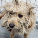 우리는 왜 이 작은 생명의 가족을 아직 찾지 못했을까요? 16 pet 1774352484101