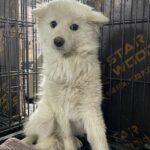 경계심과 호기심이 섞인 흰색 믹스견, 밀양 삼랑진읍에서 새 가족을 기다립니다 4 pet 1774359669435