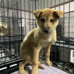 삼랑진읍의 작은 갈색 천사: 공고번호 경남-밀양-2026-00168, 그녀의 조용한 기다림 4 pet 1774366866703