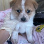 정수리 흰 줄무늬가 선명한 갈색&흰색 믹스견, 밀양에서 온 작은 기적을 기다려요 5 pet 1774388455851