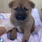 보랏빛 발자국 품은 작은 생명, 밀양 삼랑진에서 새 가족을 기다려요. 5 pet 1774395664303