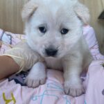 오늘 오후, 밀양 삼랑진읍 일대를 울린 가냘픈 아기 강아지의 울음소리 6 pet 1774402881010