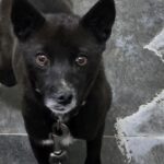 오늘 오후, 합천 율곡면을 배회하던 검은 믹스견 '경남-합천-2026-00128'의 이야기 3 pet 1774417277245